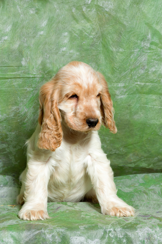 小狗英国可卡犬米色