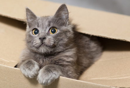 蓬松的灰色小猫，长着大眼睛