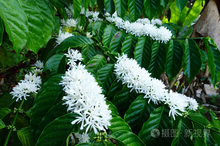 咖啡树底白色花的花