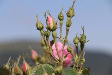 玫瑰花蕾关闭