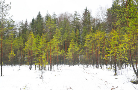 松树林的冬季