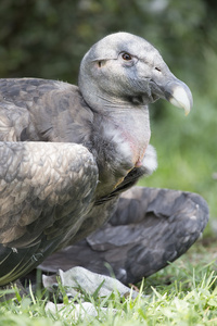 清道夫黑美洲鹫的肖像