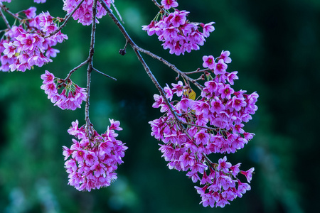 粉红色的野喜马拉雅山樱桃