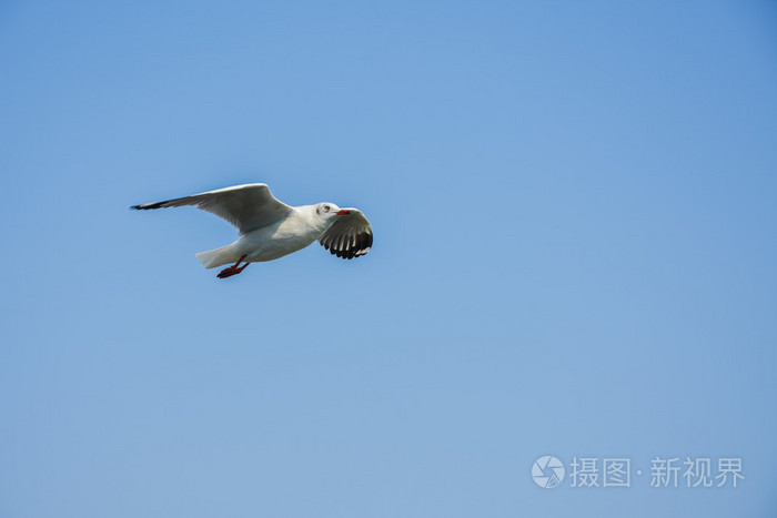 海鸥飞越大海