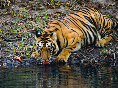 野生老虎上从河里喝水