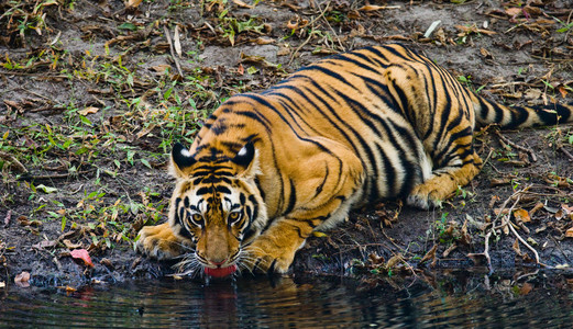 野生老虎上从河里喝水