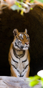 关闭了一只老虎的肖像