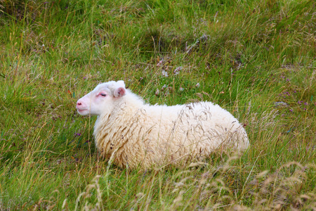 白色的冰岛羊