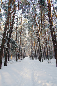 冬季针叶林景观