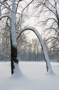 雪中的风景树