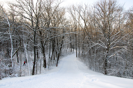 冬季景观, 雪, 树, 太阳, 滑雪道