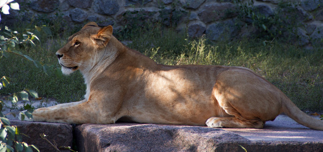 母狮躺下休息。 捕食者。 放松放松放松