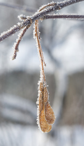 霜冻干燥的枫树种子