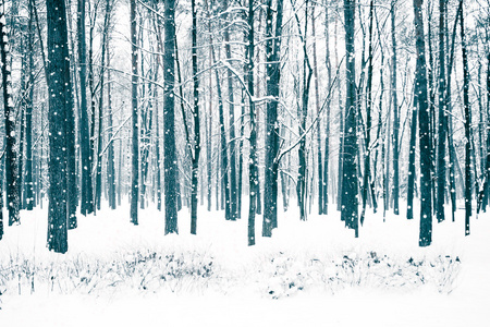 冬季森林的树木被雪覆盖着。