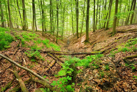 在德国的山毛榉树森林图片