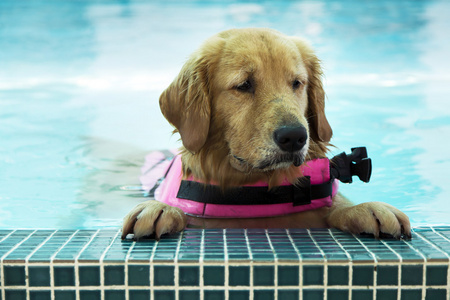 金毛猎犬在游泳池图片