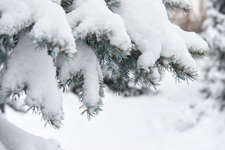 明亮的冬季景观。雪杉木。分支特写镜头