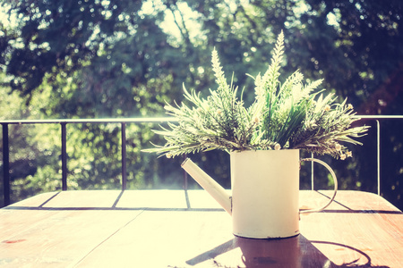 花瓶植物与户外景观