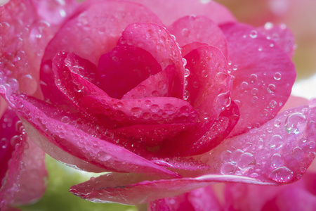 美丽的粉红色海棠与软焦点背景