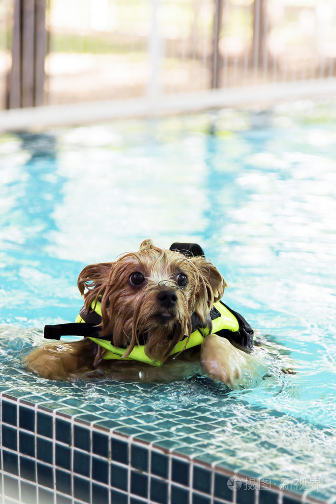 约克夏犬在游泳池里游泳