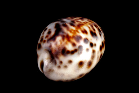 地中海海贝壳
