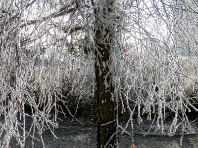 冬天树枝上的霜