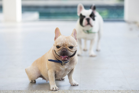 法国斗牛犬坐，等