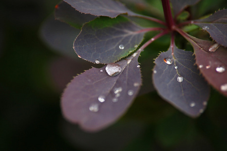 枫叶与水滴