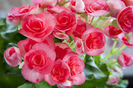 美丽的粉红色海棠与软焦点背景