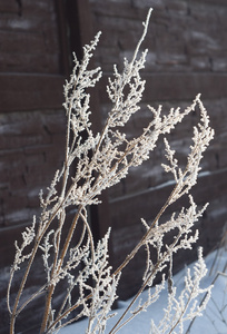 分枝植物在霜。美丽的阳光明媚的雪的冬季景观