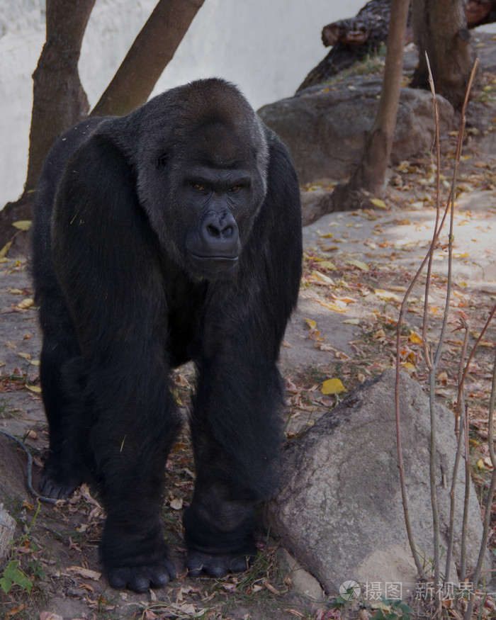 大黑猴子大猩猩