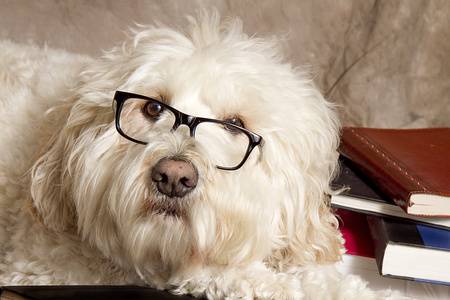 勤奋好学的狗戴着老花镜和书籍图片