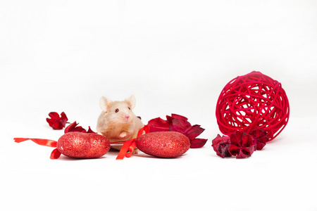 金鼠报喜可爱的小金鼠坐在干红花和闪亮的装饰心照片