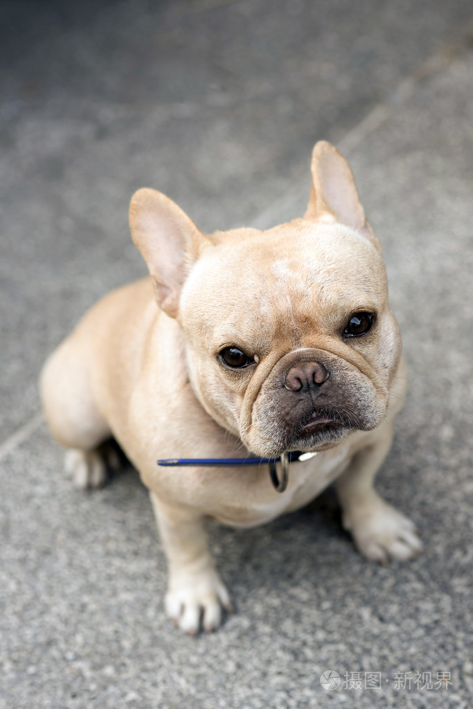 法国斗牛犬坐着等待