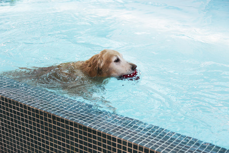 金毛猎犬在游泳池里与红色的球