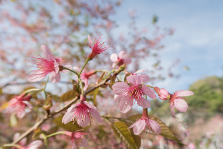 樱花，春天樱花盛开与柔和的背景