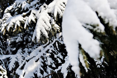 大雪后装载的松树树枝