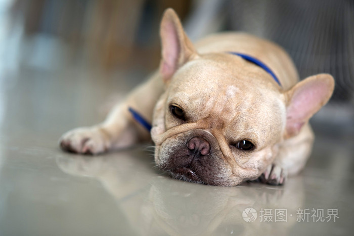 法国斗牛犬躺在地板上，看