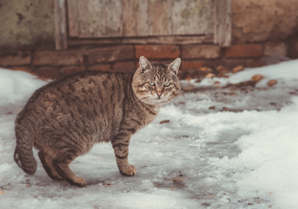 灰猫户外