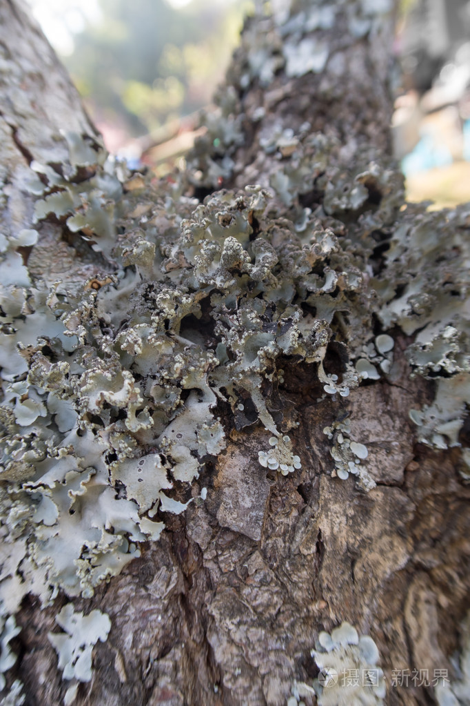 树上干燥的苔藓和地衣