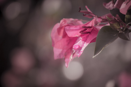 暴风雨过后孤独的花朵