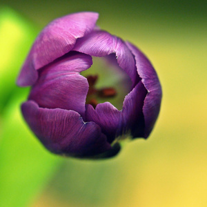 美丽的紫色郁金香花瓣