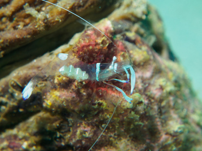 在海洋中的海葵海葵鬼虾