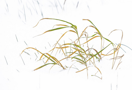 芦苇草在冬天风景图片