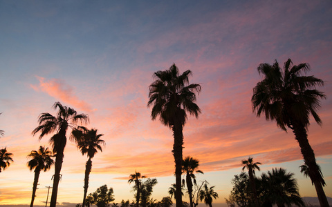 棕榈树西海岸热带加州日落