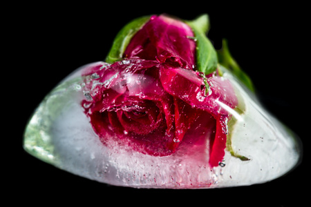 小冻在冰块中的红玫瑰