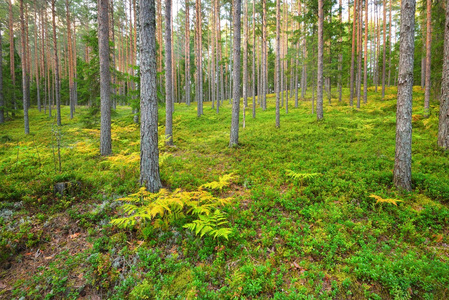 在拉脱维亚的松树林
