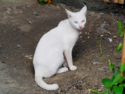 怪化猫怪眼白色猫照片