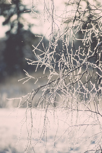 在寒冷的早晨复古效果色调的白霜枝