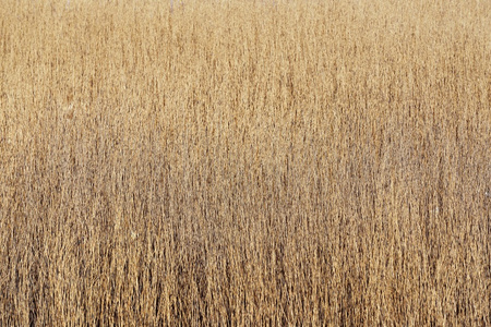 芦苇芦苇模式